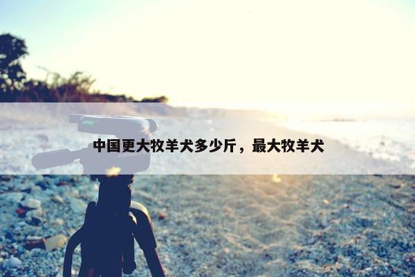 中国更大牧羊犬多少斤，最大牧羊犬