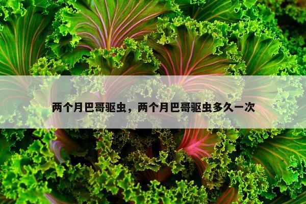 两个月巴哥驱虫，两个月巴哥驱虫多久一次