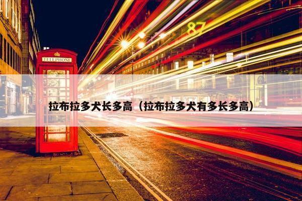 拉布拉多犬长多高（拉布拉多犬有多长多高）