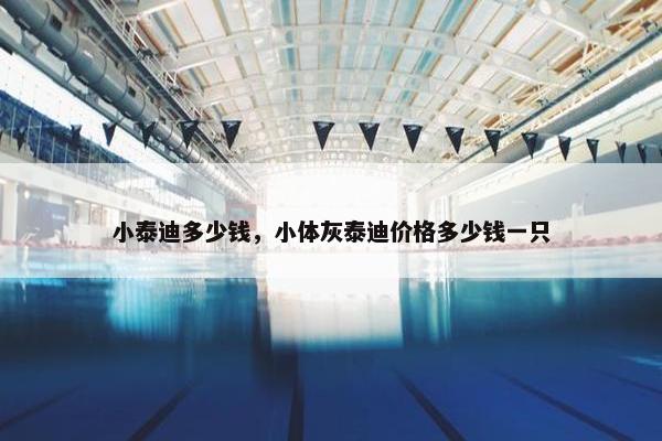 小泰迪多少钱，小体灰泰迪价格多少钱一只