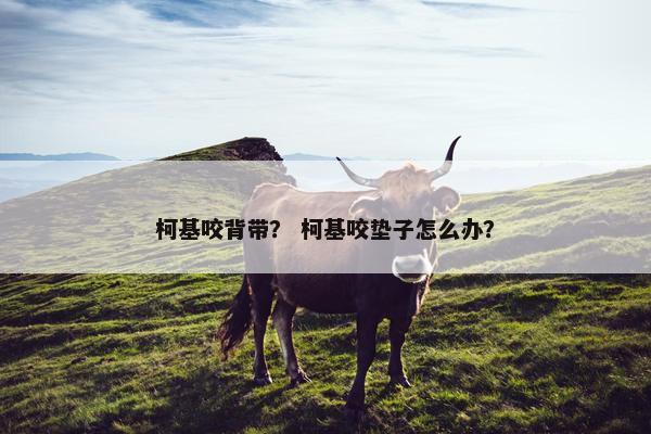 柯基咬背带？ 柯基咬垫子怎么办？
