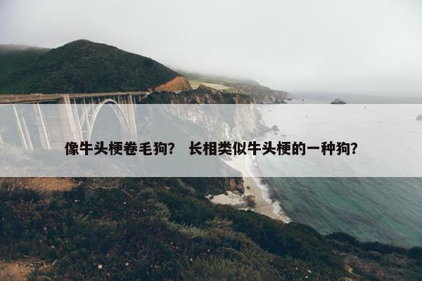 像牛头梗卷毛狗？ 长相类似牛头梗的一种狗？
