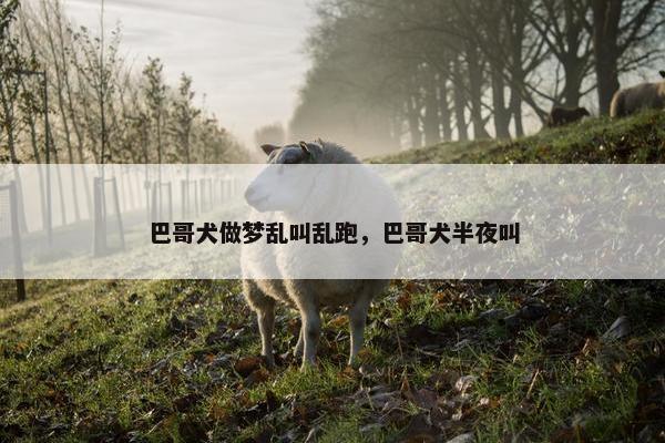 巴哥犬做梦乱叫乱跑，巴哥犬半夜叫