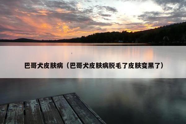 巴哥犬皮肤病（巴哥犬皮肤病脱毛了皮肤变黑了）