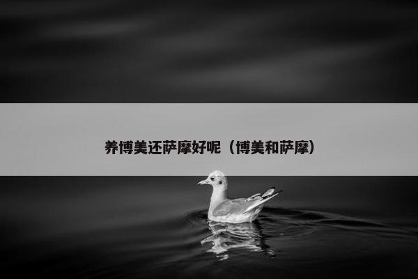 养博美还萨摩好呢（博美和萨摩）