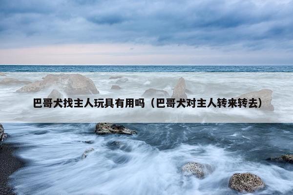 巴哥犬找主人玩具有用吗（巴哥犬对主人转来转去）
