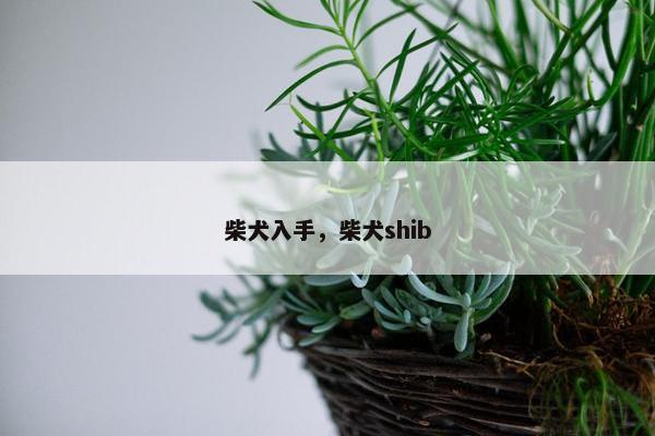 柴犬入手，柴犬shib