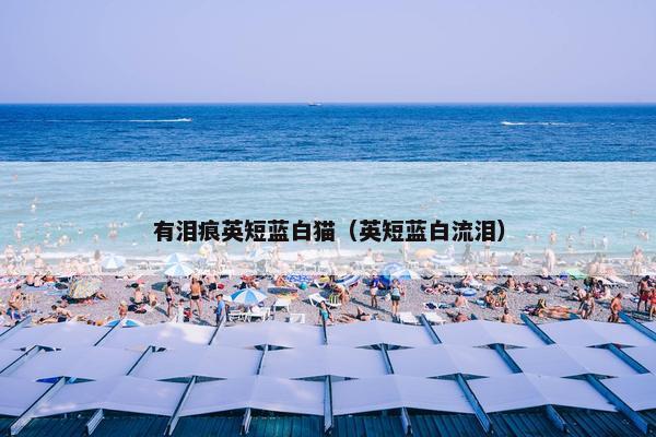 有泪痕英短蓝白猫（英短蓝白流泪）