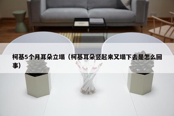 柯基5个月耳朵立塌（柯基耳朵竖起来又塌下去是怎么回事）