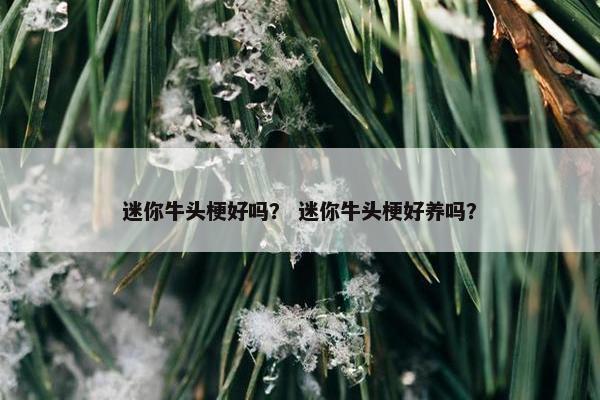 迷你牛头梗好吗？ 迷你牛头梗好养吗？