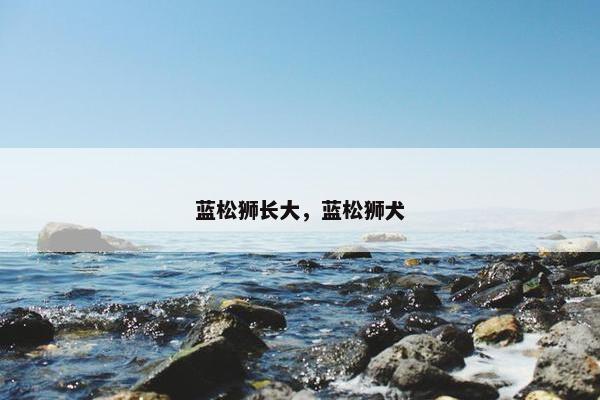 蓝松狮长大，蓝松狮犬