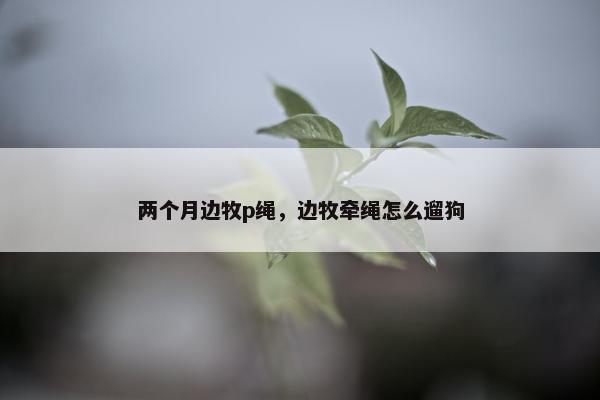 两个月边牧p绳，边牧牵绳怎么遛狗