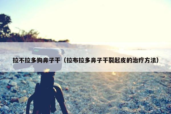 拉不拉多狗鼻子干（拉布拉多鼻子干裂起皮的治疗方法）