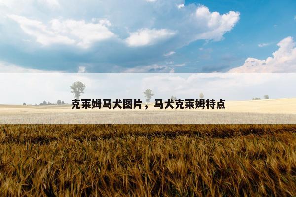 克莱姆马犬图片，马犬克莱姆特点