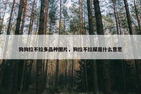 狗狗拉不拉多品种图片，狗拉不拉屎是什么意思