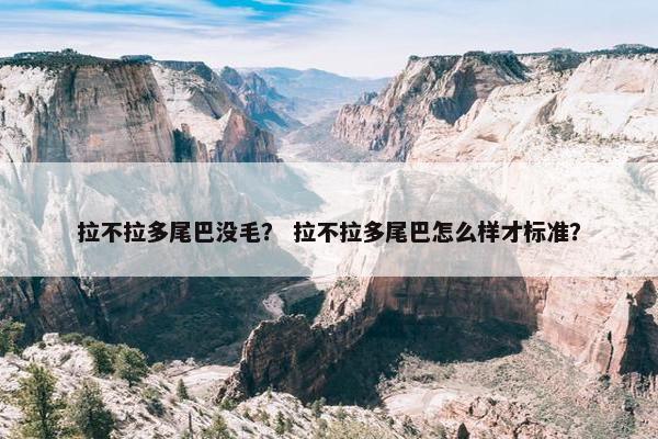 拉不拉多尾巴没毛？ 拉不拉多尾巴怎么样才标准？