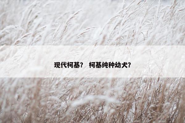 现代柯基？ 柯基纯种幼犬？