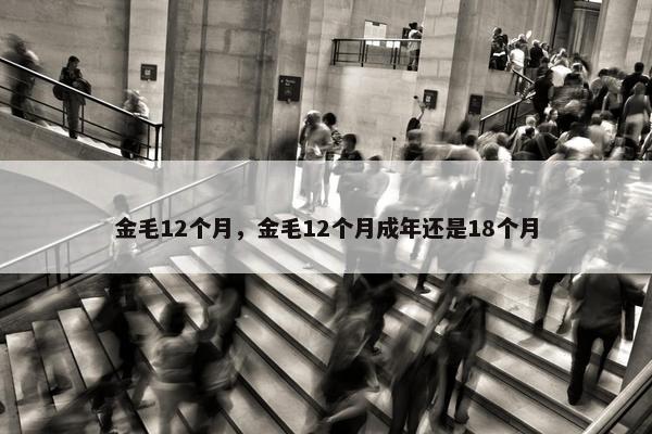金毛12个月，金毛12个月成年还是18个月