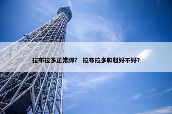 拉布拉多正常脚？ 拉布拉多脚粗好不好？
