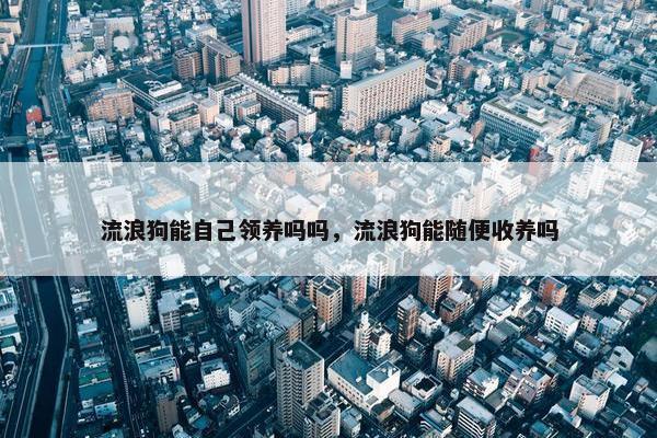 流浪狗能自己领养吗吗，流浪狗能随便收养吗