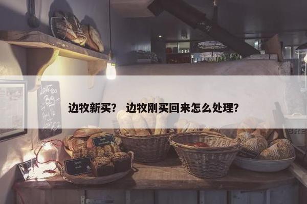 边牧新买？ 边牧刚买回来怎么处理？