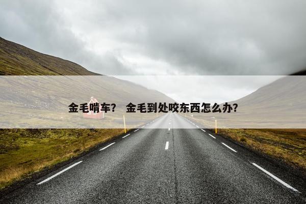金毛啃车？ 金毛到处咬东西怎么办？
