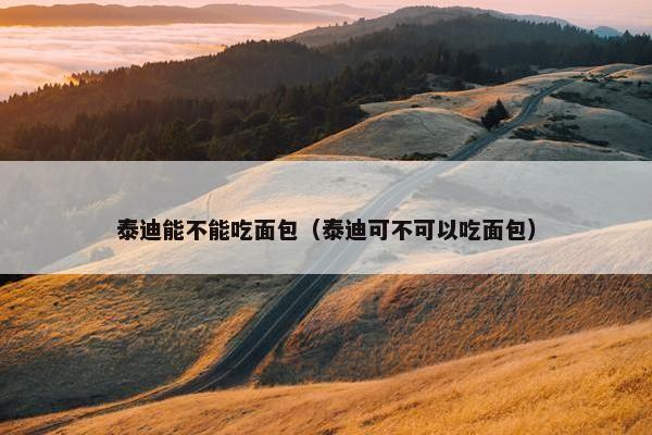 泰迪能不能吃面包（泰迪可不可以吃面包）
