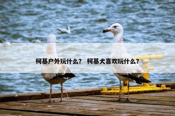 柯基户外玩什么？ 柯基犬喜欢玩什么？