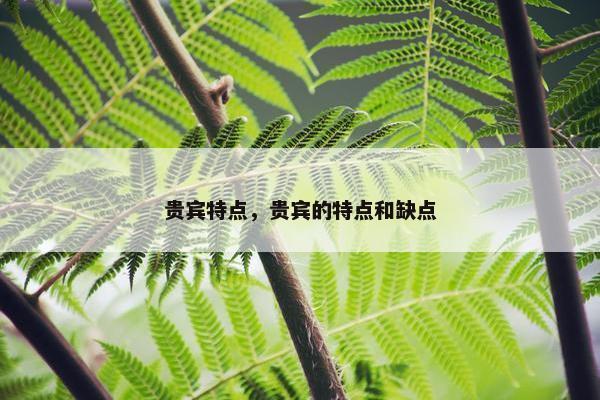 贵宾特点，贵宾的特点和缺点