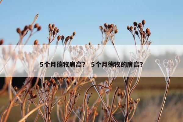 5个月德牧肩高？ 5个月德牧的肩高？
