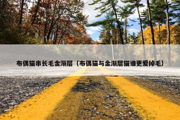 布偶猫串长毛金渐层（布偶猫与金渐层猫谁更爱掉毛）