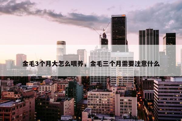金毛3个月大怎么喂养，金毛三个月需要注意什么