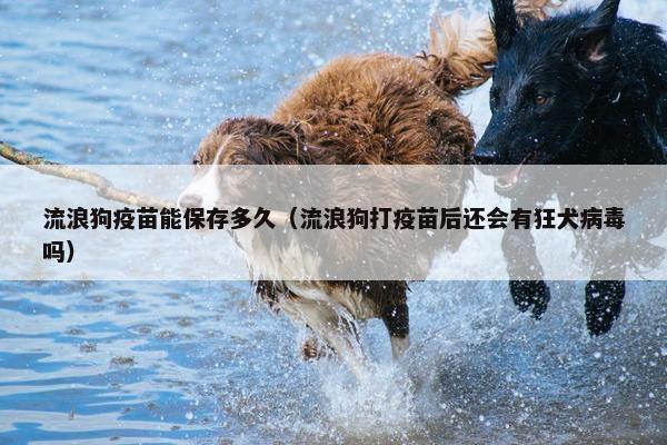 流浪狗疫苗能保存多久（流浪狗打疫苗后还会有狂犬病毒吗）
