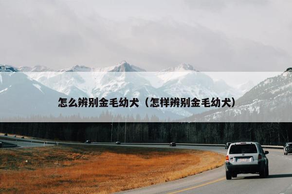 怎么辨别金毛幼犬（怎样辨别金毛幼犬）