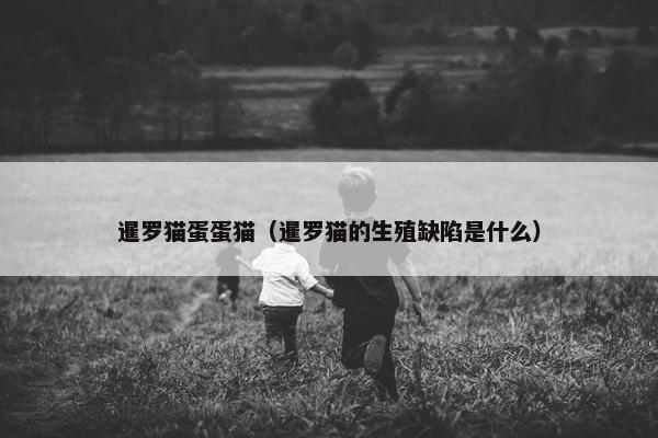 暹罗猫蛋蛋猫（暹罗猫的生殖缺陷是什么）