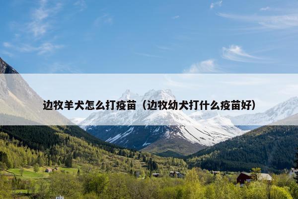 边牧羊犬怎么打疫苗（边牧幼犬打什么疫苗好）