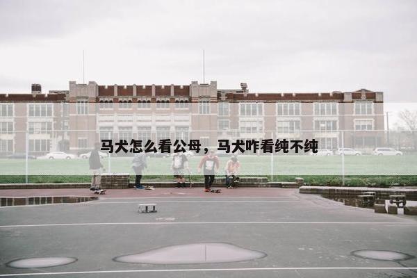 马犬怎么看公母，马犬咋看纯不纯