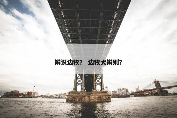 辨识边牧？ 边牧犬辨别？