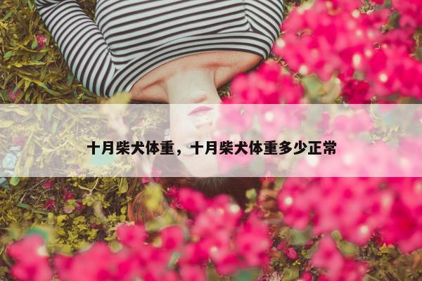十月柴犬体重，十月柴犬体重多少正常
