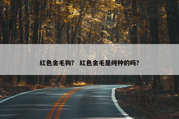 红色金毛狗？ 红色金毛是纯种的吗？