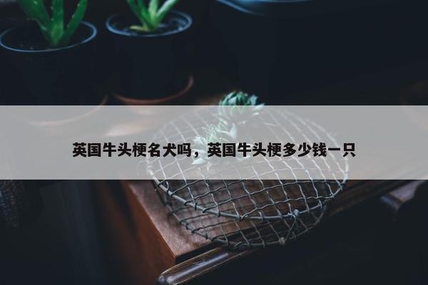 英国牛头梗名犬吗，英国牛头梗多少钱一只