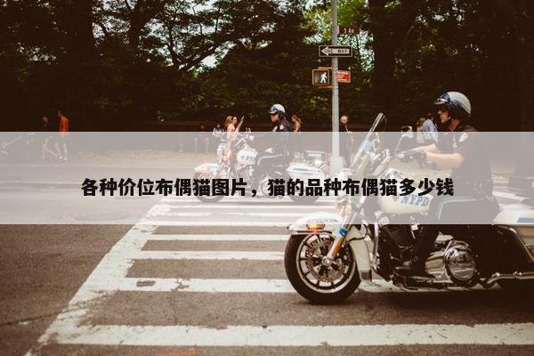 各种价位布偶猫图片，猫的品种布偶猫多少钱