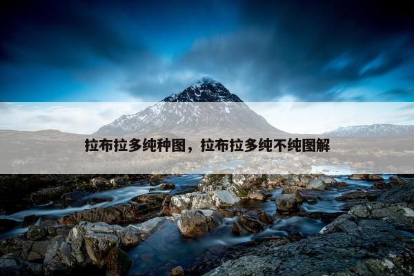 拉布拉多纯种图，拉布拉多纯不纯图解