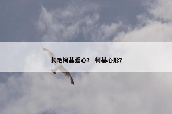 长毛柯基爱心？ 柯基心形？