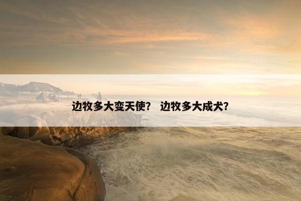 边牧多大变天使？ 边牧多大成犬？