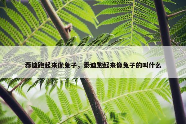 泰迪跑起来像兔子，泰迪跑起来像兔子的叫什么