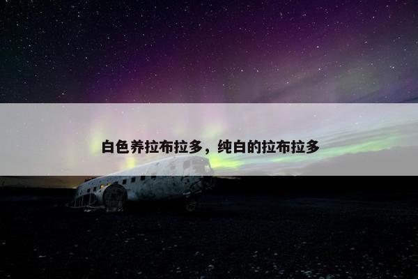 白色养拉布拉多，纯白的拉布拉多