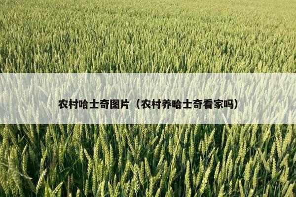 农村哈士奇图片（农村养哈士奇看家吗）