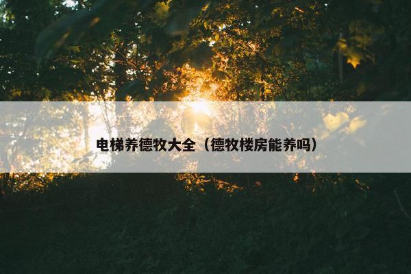 电梯养德牧大全（德牧楼房能养吗）