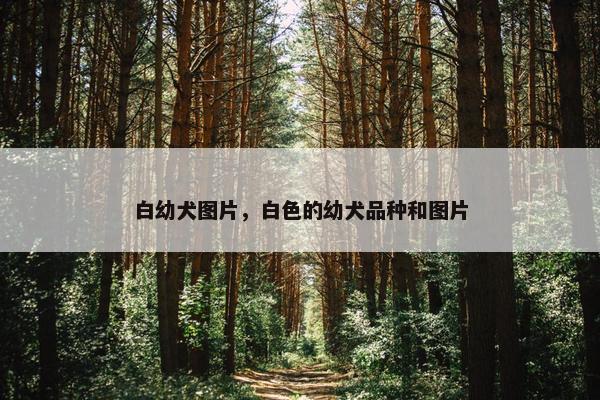 白幼犬图片，白色的幼犬品种和图片